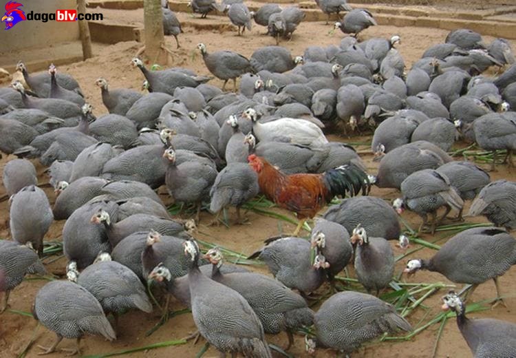 Gà Sao - Tiết Lộ Kỹ Thuật Nuôi Gà Sao Có 1 Không 2 Dành Cho Bà Con 6 Gà Sao - Tiết Lộ Kỹ Thuật Nuôi Gà Sao Có 1 Không 2 Dành Cho Bà Con Sao giống sinh sản như thế nào?