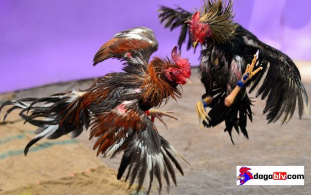 lối gà chọi hay nhất