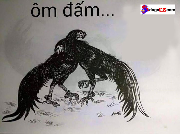 gà ôm đấm