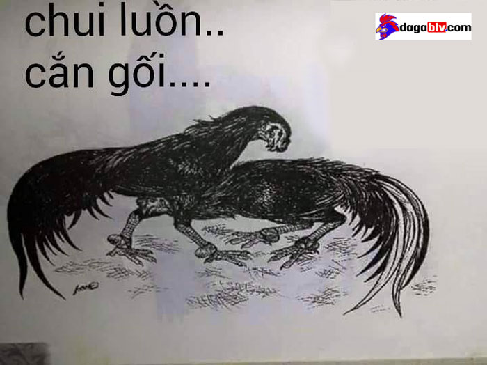 Gà đá chui rúc