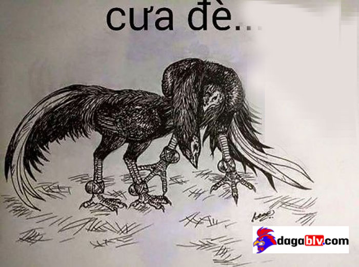  Gà đá cưa đè 2 mang