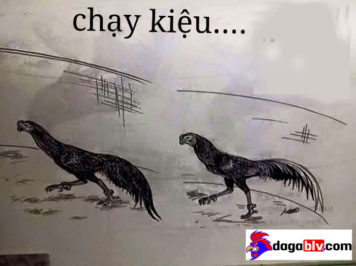 Gà chạy kiệu