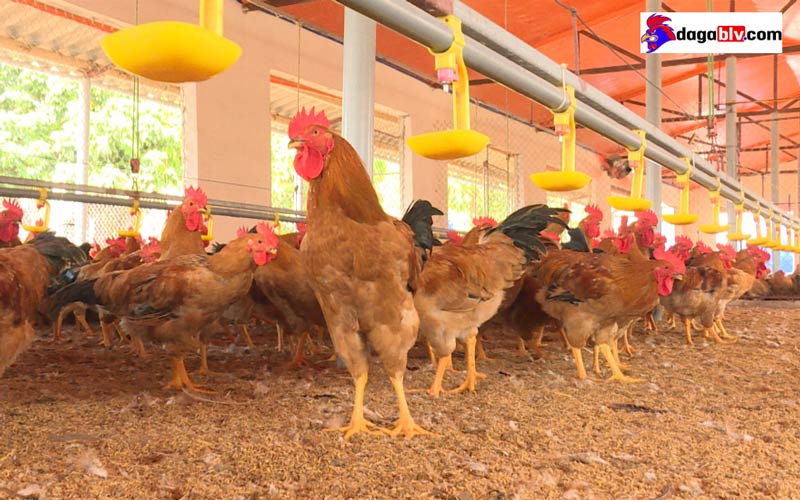 Cách khử mùi hôi chuồng gà