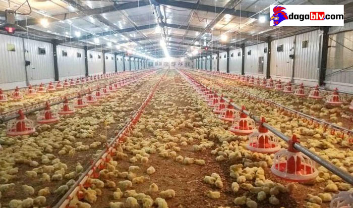 đệm lót sinh học là gì