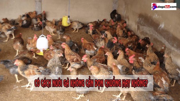 nuôi gà không cần dọn chuồng