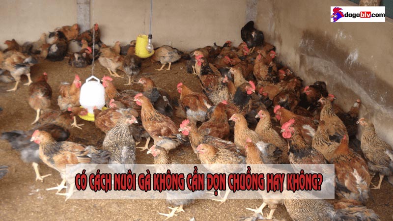 nuôi gà không cần dọn chuồng
