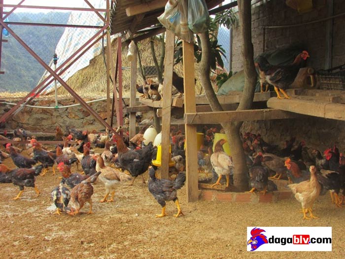 đệm lót sinh học trong chăn nuôi gà