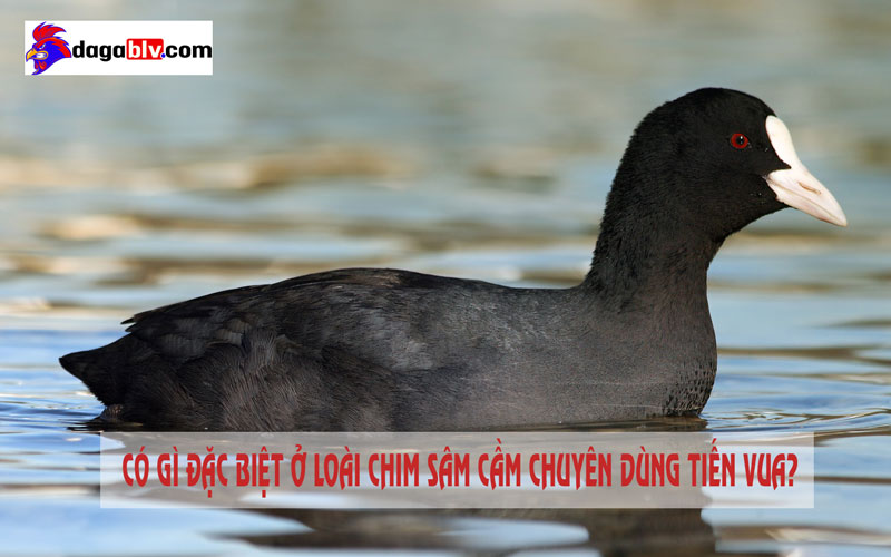 Con sâm cầm
