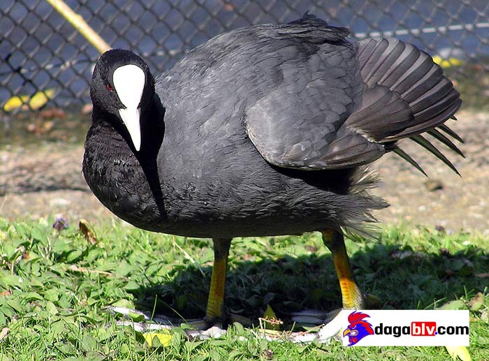 Giá sâm cầm