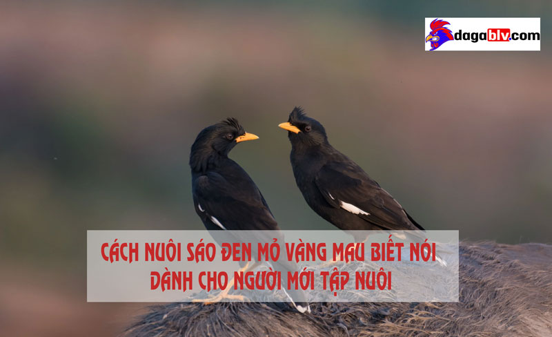 sáo đen mỏ vàng sáo đen mỏ vàng
