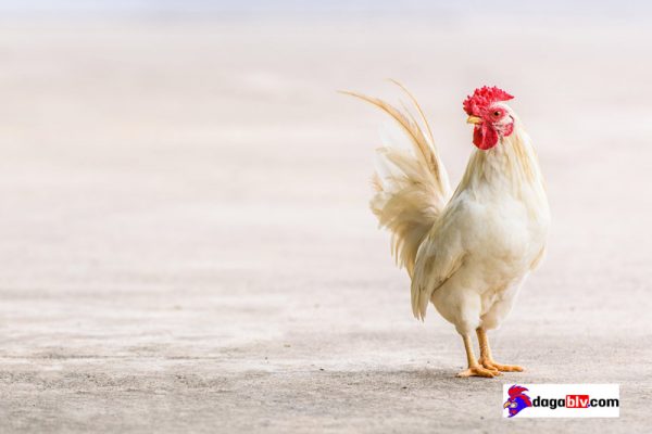 cách chủng ngừa bệnh đậu gà