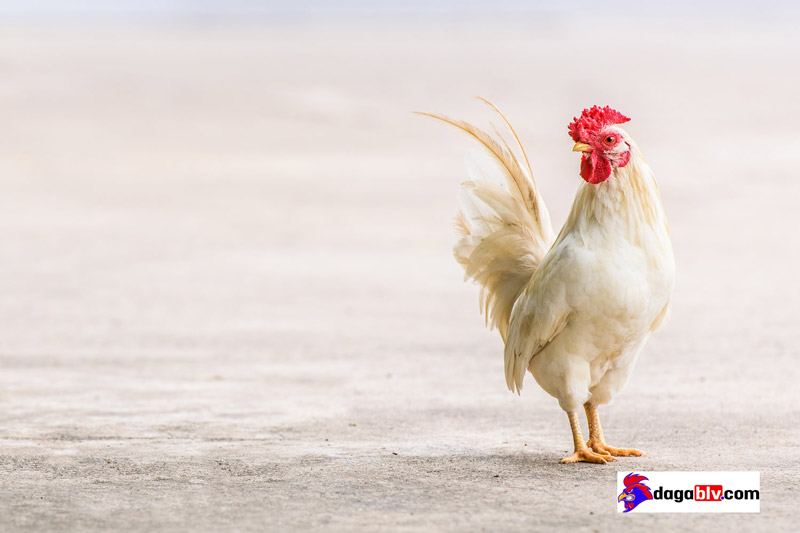 cách chủng ngừa bệnh đậu gà cách chủng ngừa bệnh đậu gà