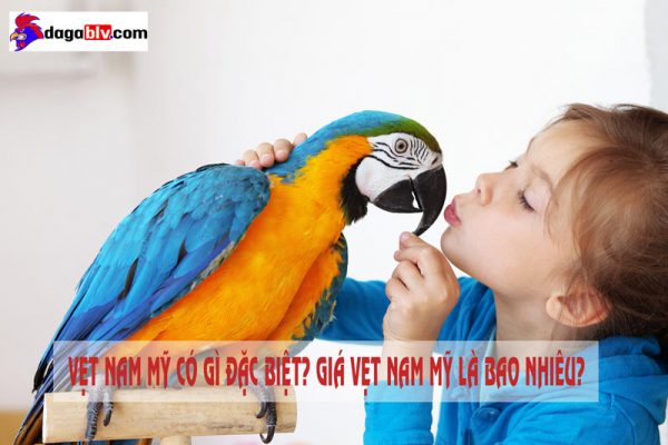 vẹt nam mỹ