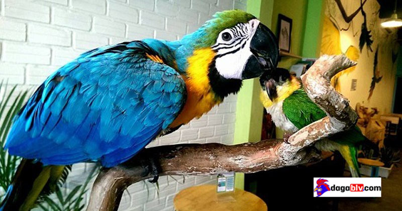 Vẹt Macaw