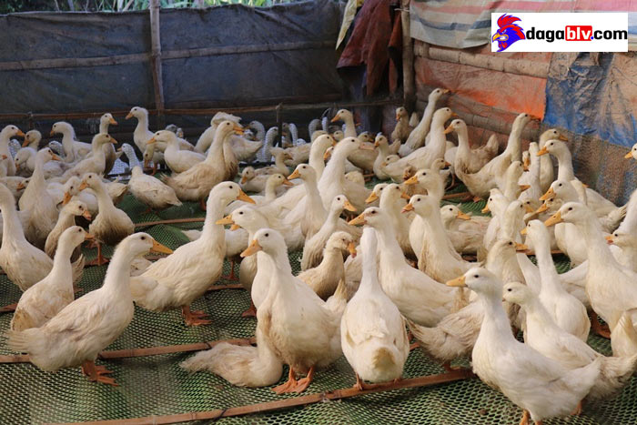 vịt bầu khoang