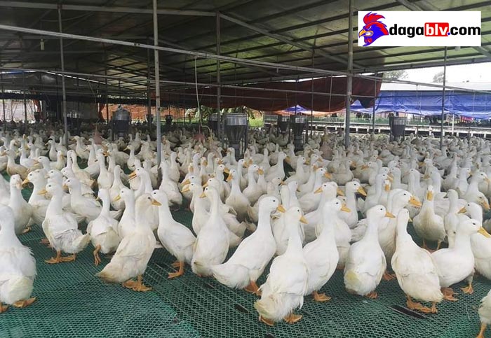 Vịt trắng là vịt gì