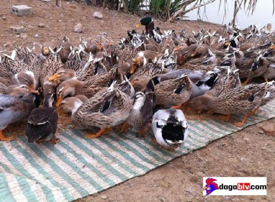 vịt bầu đất