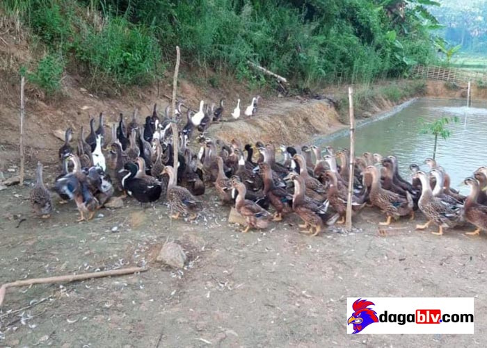 Giá vịt bầu đất Giá vịt bầu đất