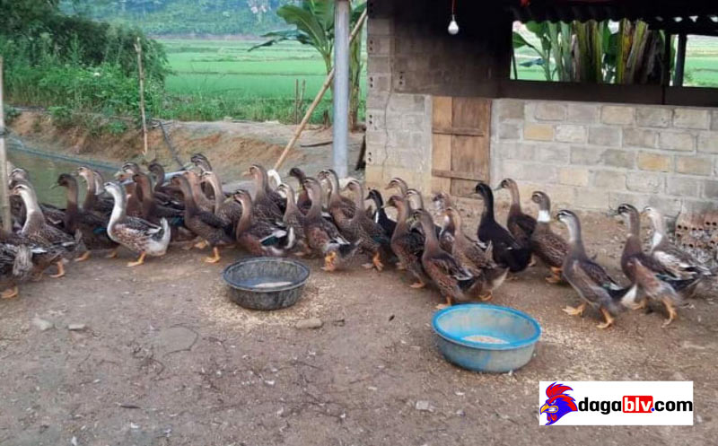 kỹ thuật nuôi vịt bầu đất kỹ thuật nuôi vịt bầu đất