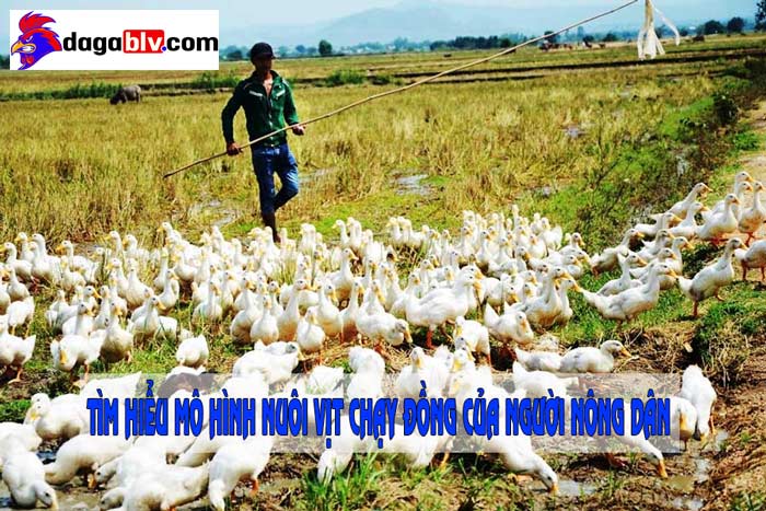 Nuôi vịt chạy đồng vịt chạy đồng