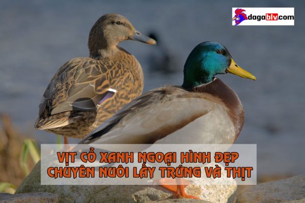 vịt cổ xanh