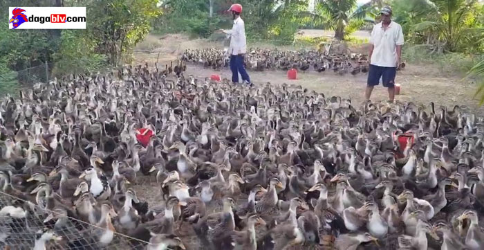 Một đàn vịt hòa lan Một đàn vịt hòa lan