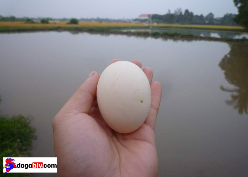 Trứng vịt hà lan Trứng vịt hà lan