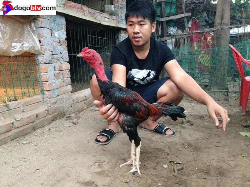 Tiếp xúc và ôm gà vào lòng thường xuyên
