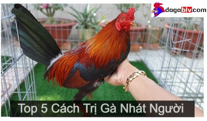 Cách trị gà nhát người