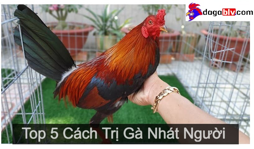 Cách trị gà nhát người có 1 không 2