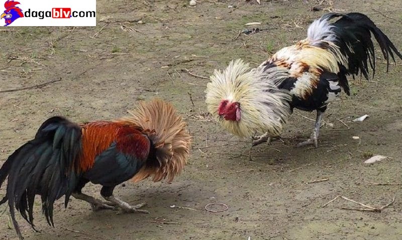 Nguyên nhân khiến gà bị nhát người