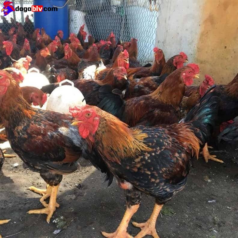 Gà Bị Phồng Hơi Dưới Da - Nguyên Nhân Và Cách Điều Trị Gà Bị Phồng Hơi Dưới Da Có 1 Không 2 5 Gà Bị Phồng Hơi Dưới Da - Nguyên Nhân Và Cách Điều Trị Gà Bị Phồng Hơi Dưới Da Có 1 Không 2 Phòng tránh gà bị phồng hơi dưới da như thế nào?