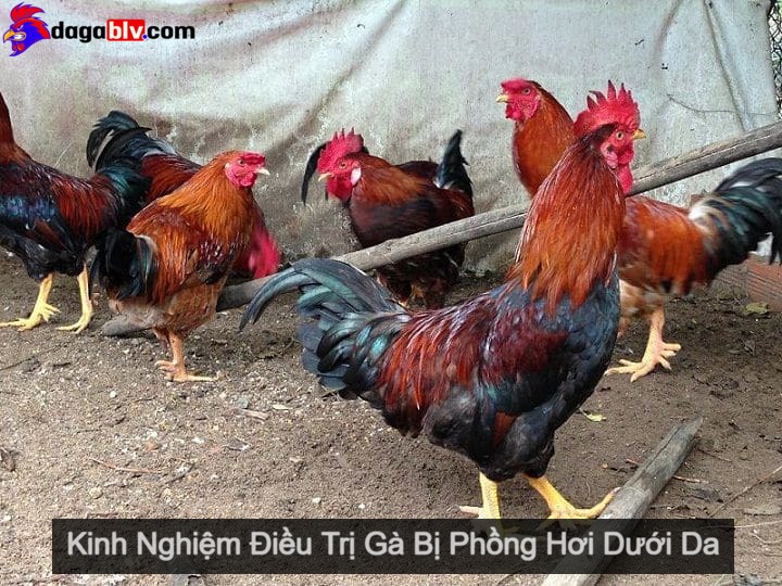 Gà bị phồng hơi dưới da