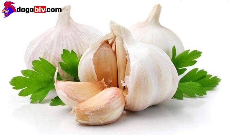 Gà Bị Phồng Hơi Dưới Da - Nguyên Nhân Và Cách Điều Trị Gà Bị Phồng Hơi Dưới Da Có 1 Không 2 2 Gà Bị Phồng Hơi Dưới Da - Nguyên Nhân Và Cách Điều Trị Gà Bị Phồng Hơi Dưới Da Có 1 Không 2 Gà bị phồng hơi dưới da do bội thực
