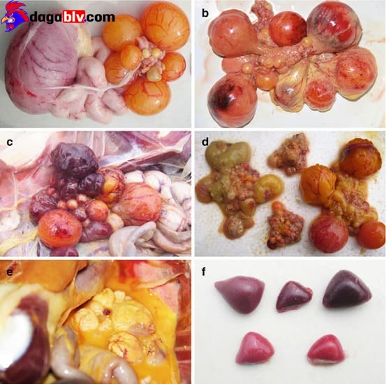 Bệnh tích của bệnh lật ngửa trên vịt