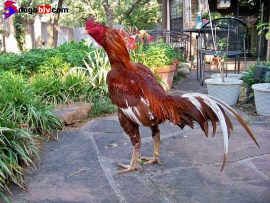 Mức độ nguy hiểm trong cách chữa gà bị gãy cựa
