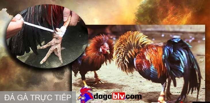 Đá gà trực tiếp có phát lại không?