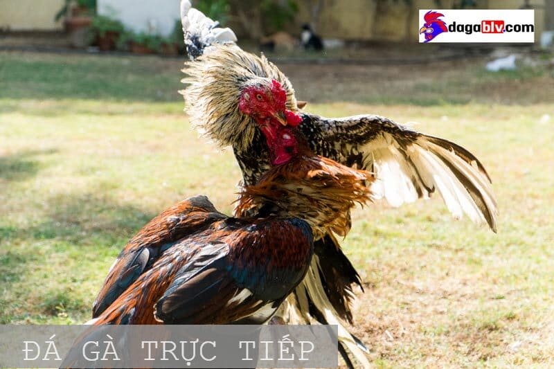 Đá gà trực tiếp Campuchia