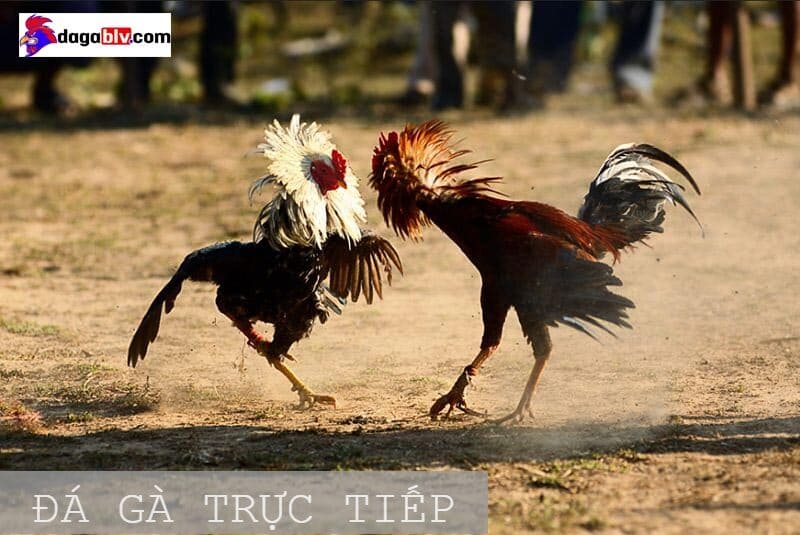 Xem đá gà trực tiếp ở đâu nhanh nhất?