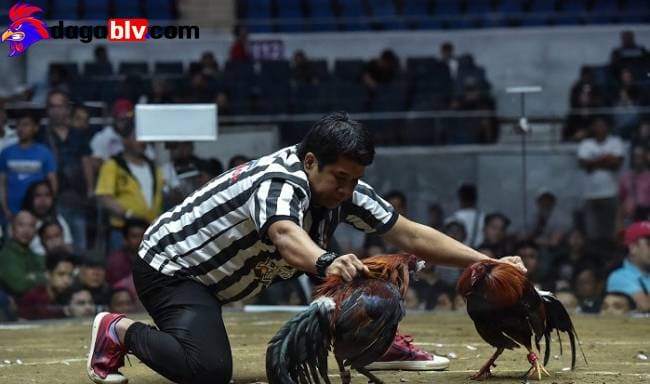 Chuyên cập nhật các trận chọi gà thomo trực tiếp