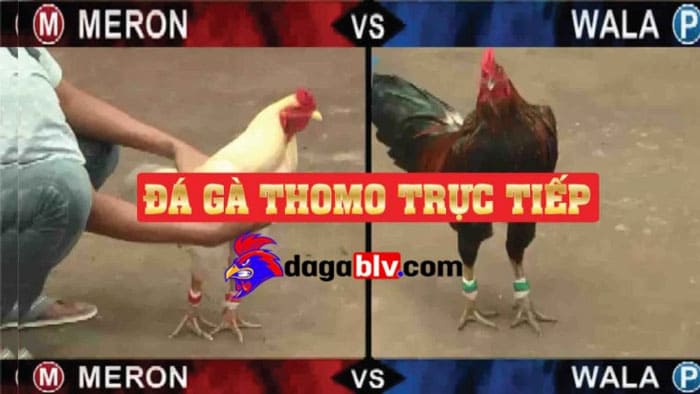 Đá gà trực tiếp là gì?
