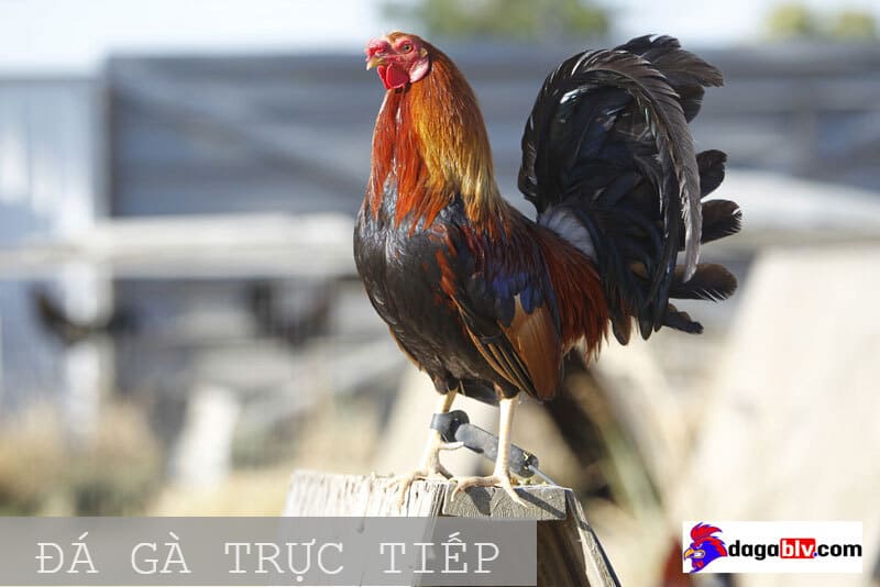 Đá gà trực tiếp bình luận viên 24/7