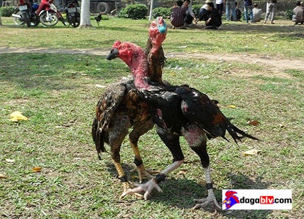 Giải đáp gà chọi vần hơi nhiều có tốt không Giải đáp gà chọi vần hơi nhiều có tốt không