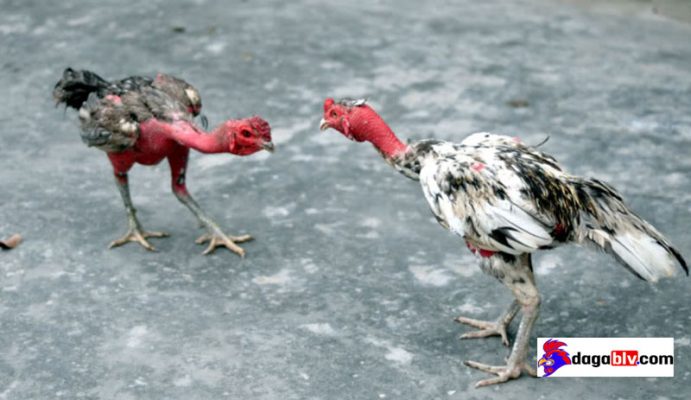 Gà chọi vần hơi nhiều có tốt không?