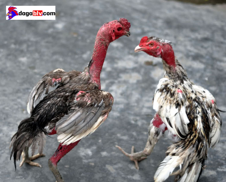 Cách vần gà chọi Cách vần gà chọi