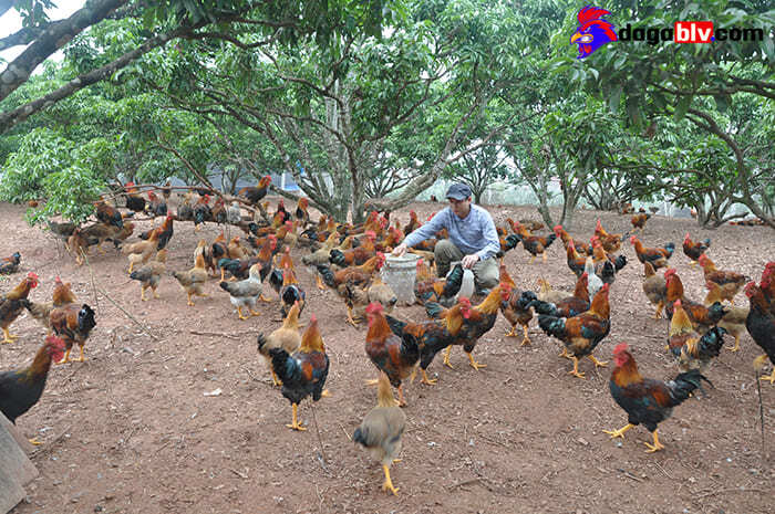 Gà Đồi Yên Thế ✔️ Giống Gà Chuyên Thịt Và Sở Hữu Ngoại Hình Đặc Trưng Số 1 Tại Bắc Giang 2 Gà Đồi Yên Thế ✔️ Giống Gà Chuyên Thịt Và Sở Hữu Ngoại Hình Đặc Trưng Số 1 Tại Bắc Giang Nên nuôi gà Yên Thế ở khu vực nào?