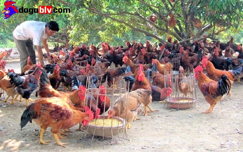 Gà Đồi Yên Thế ✔️ Giống Gà Chuyên Thịt Và Sở Hữu Ngoại Hình Đặc Trưng Số 1 Tại Bắc Giang 3 Gà Đồi Yên Thế ✔️ Giống Gà Chuyên Thịt Và Sở Hữu Ngoại Hình Đặc Trưng Số 1 Tại Bắc Giang Top 4 địa điểm chuyên bán gà đồi huyện Yên Thế tỉnh Bắc Giang chất lượng