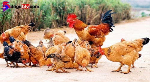 Gà Đồi Yên Thế ✔️ Giống Gà Chuyên Thịt Và Sở Hữu Ngoại Hình Đặc Trưng Số 1 Tại Bắc Giang 4 Gà Đồi Yên Thế ✔️ Giống Gà Chuyên Thịt Và Sở Hữu Ngoại Hình Đặc Trưng Số 1 Tại Bắc Giang Giá bán của giống gà đồi Yên Thế