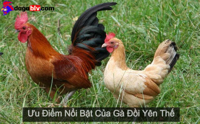 Gà Đồi Yên Thế ✔️ Giống Gà Chuyên Thịt Và Sở Hữu Ngoại Hình Đặc Trưng Số 1 Tại Bắc Giang 1 Gà Đồi Yên Thế ✔️ Giống Gà Chuyên Thịt Và Sở Hữu Ngoại Hình Đặc Trưng Số 1 Tại Bắc Giang Ưu điểm của dòng gà đồi chuyên thịt