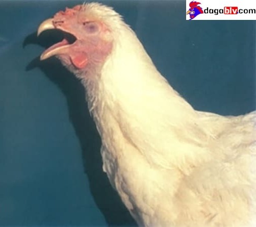 Nguyên nhân gián tiếp khiến gà há miệng thở